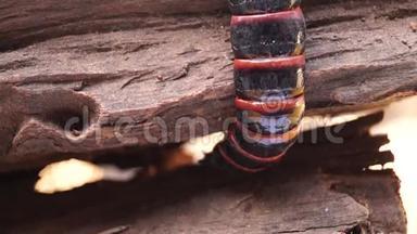甲虫幼虫在腐烂的木洞中栖身。